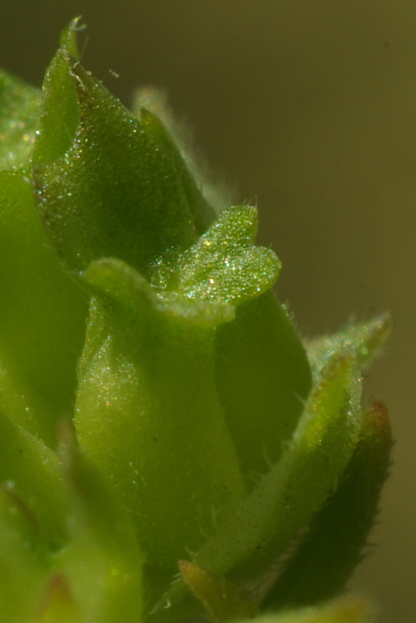 Image of Valerianella brachystephana specimen.