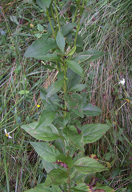 Image of Solidago virgaurea specimen.