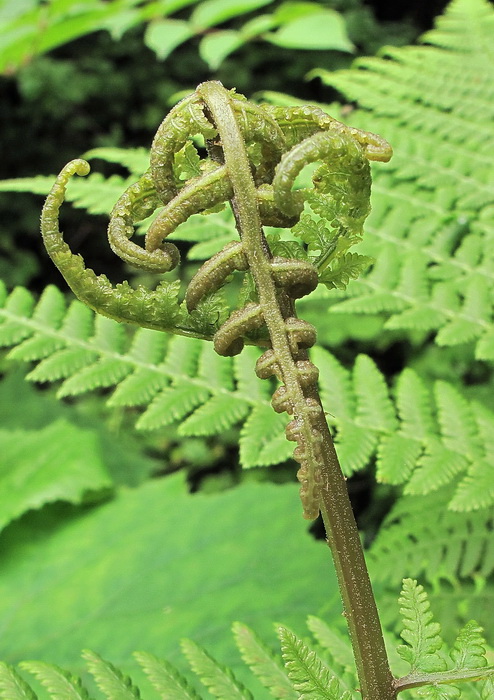 Изображение особи род Athyrium.