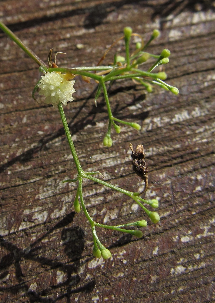 Image of genus Cuscuta specimen.