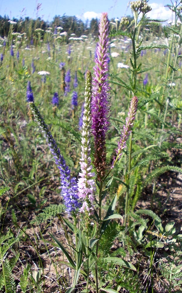 Image of genus Veronica specimen.