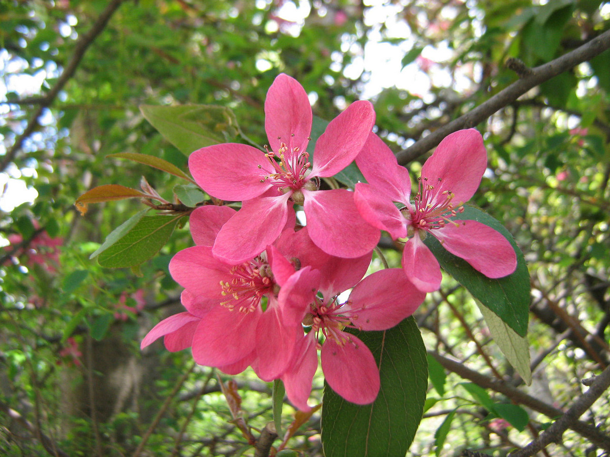 Image of Malus &times; purpurea specimen.