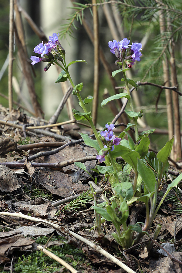 Image of Pulmonaria obscura specimen.