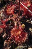 Drosera rotundifolia