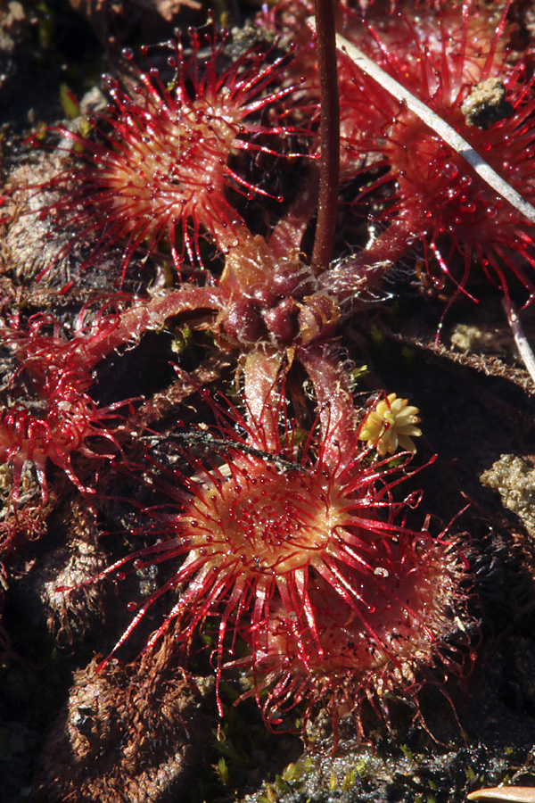 Image of Drosera rotundifolia specimen.