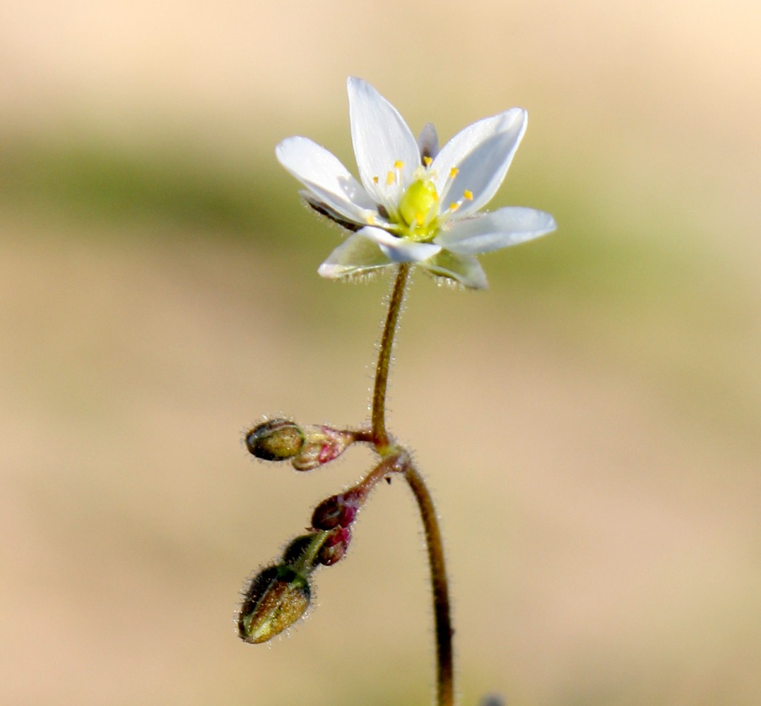 Image of Spergula arvensis specimen.