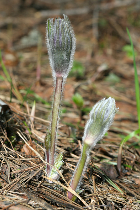 Image of Pulsatilla patens specimen.