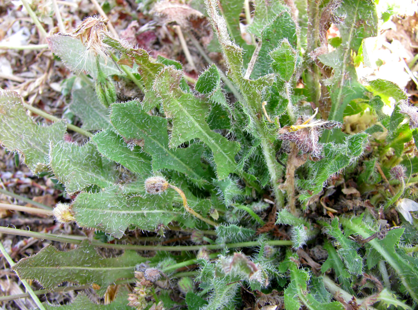 Image of Urospermum picroides specimen.