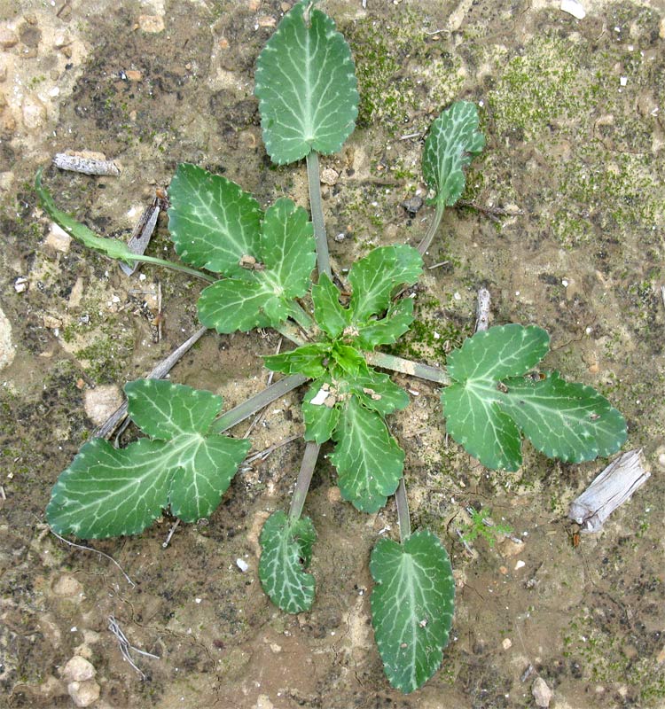 Image of genus Eryngium specimen.