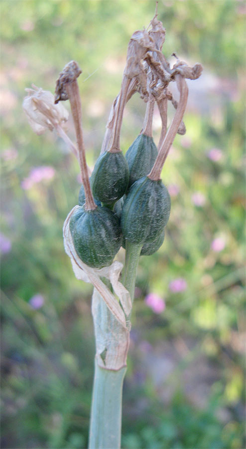 Image of genus Narcissus specimen.