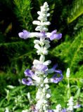 Смотреть изображение Salvia farinacea