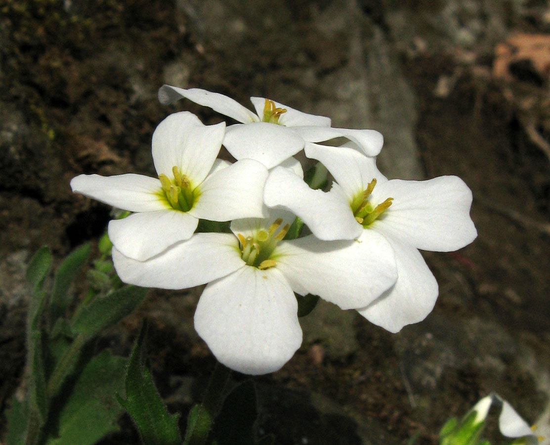 Image of Arabis caucasica specimen.