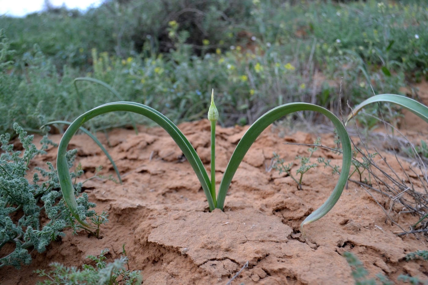 Image of Allium caspium specimen.