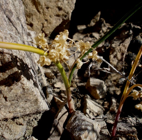 Изображение особи Hyacinthella atropatana.