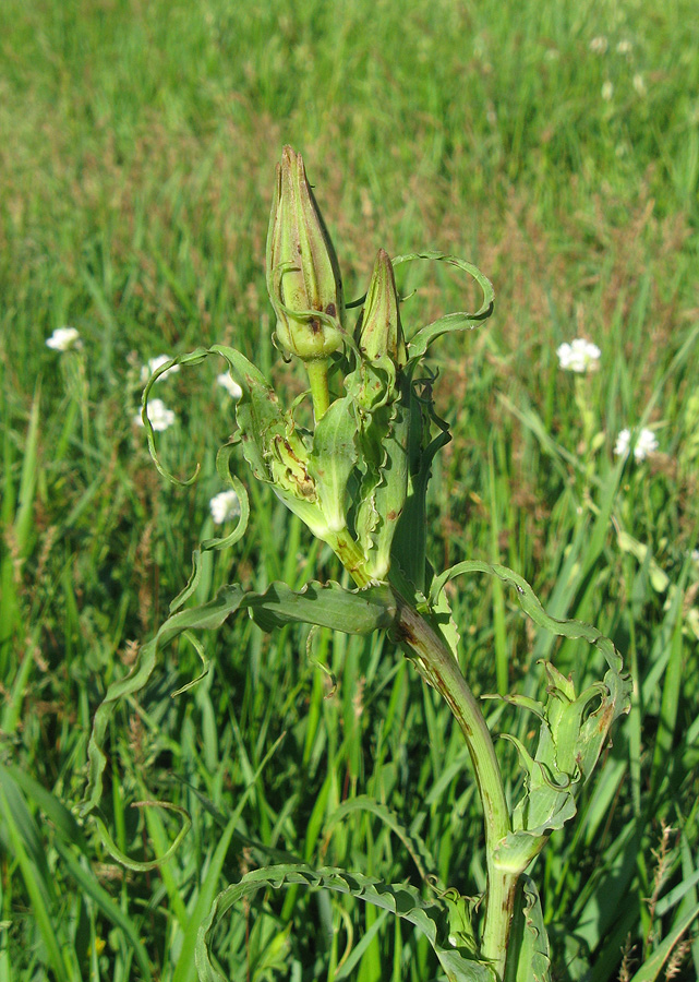 Image of Tragopogon dasyrhynchus specimen.