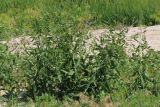 Lepidium latifolium