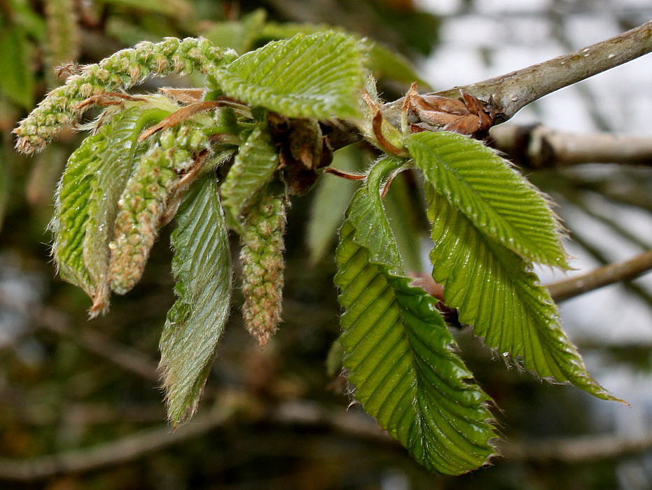 Image of Quercus pontica specimen.