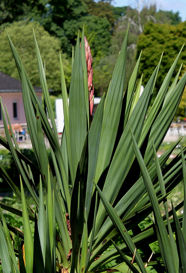 Image of genus Yucca specimen.