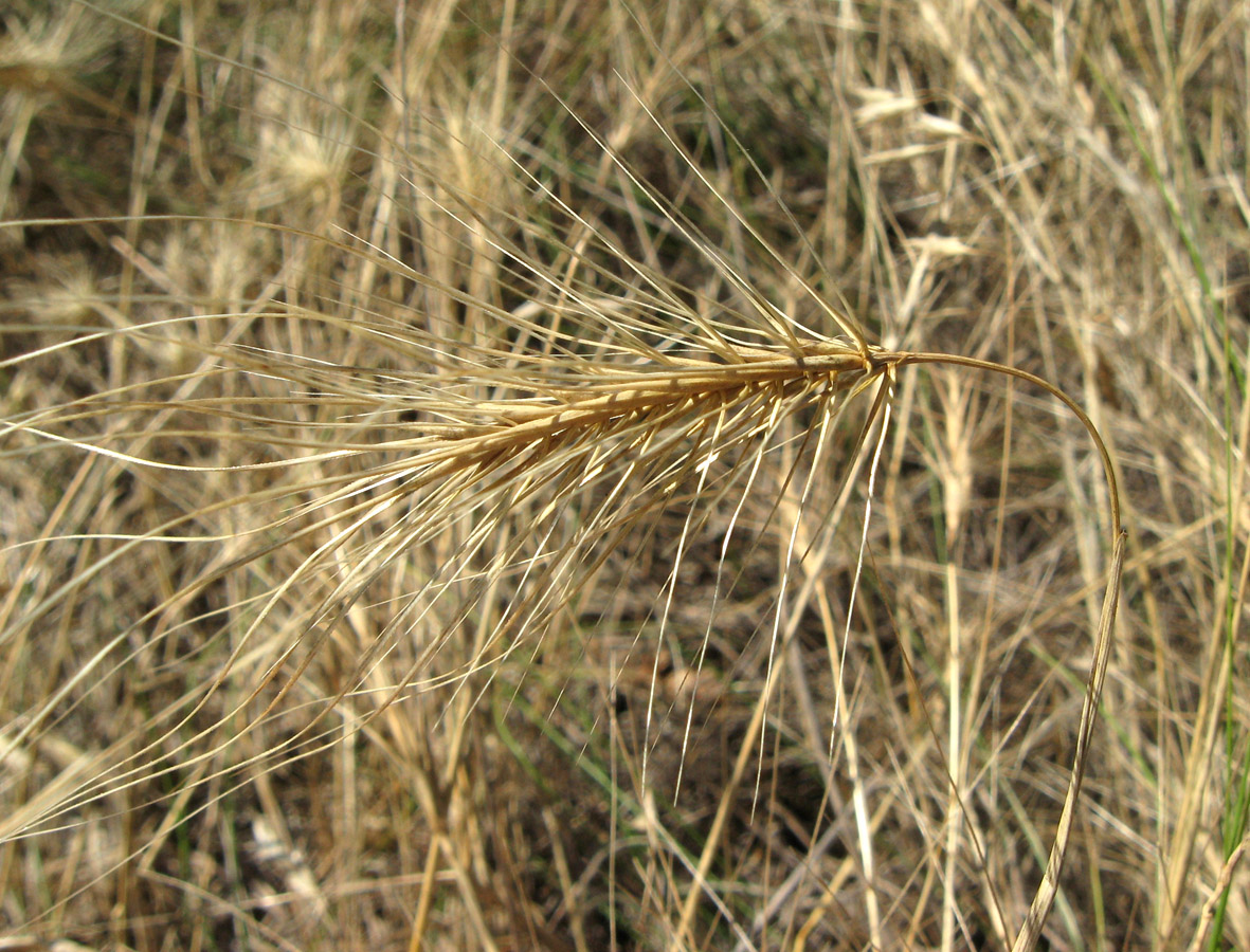 Изображение особи Taeniatherum asperum.