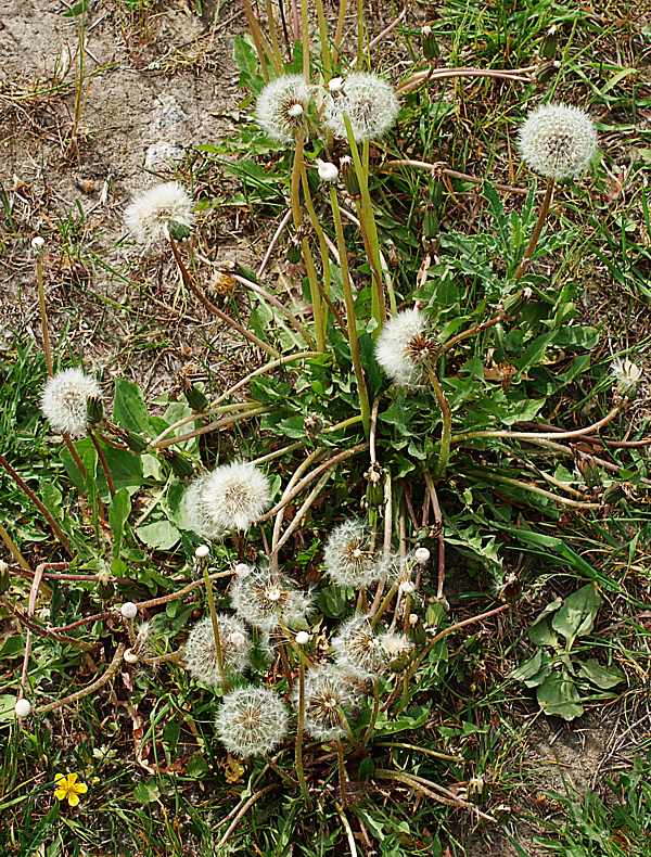 Изображение особи Taraxacum officinale.