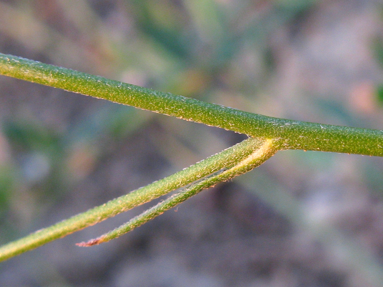 Image of Delphinium paniculatum specimen.