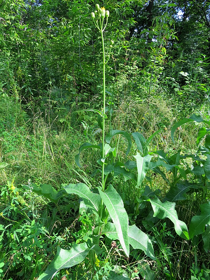 Image of Sonchus arvensis ssp. uliginosus specimen.