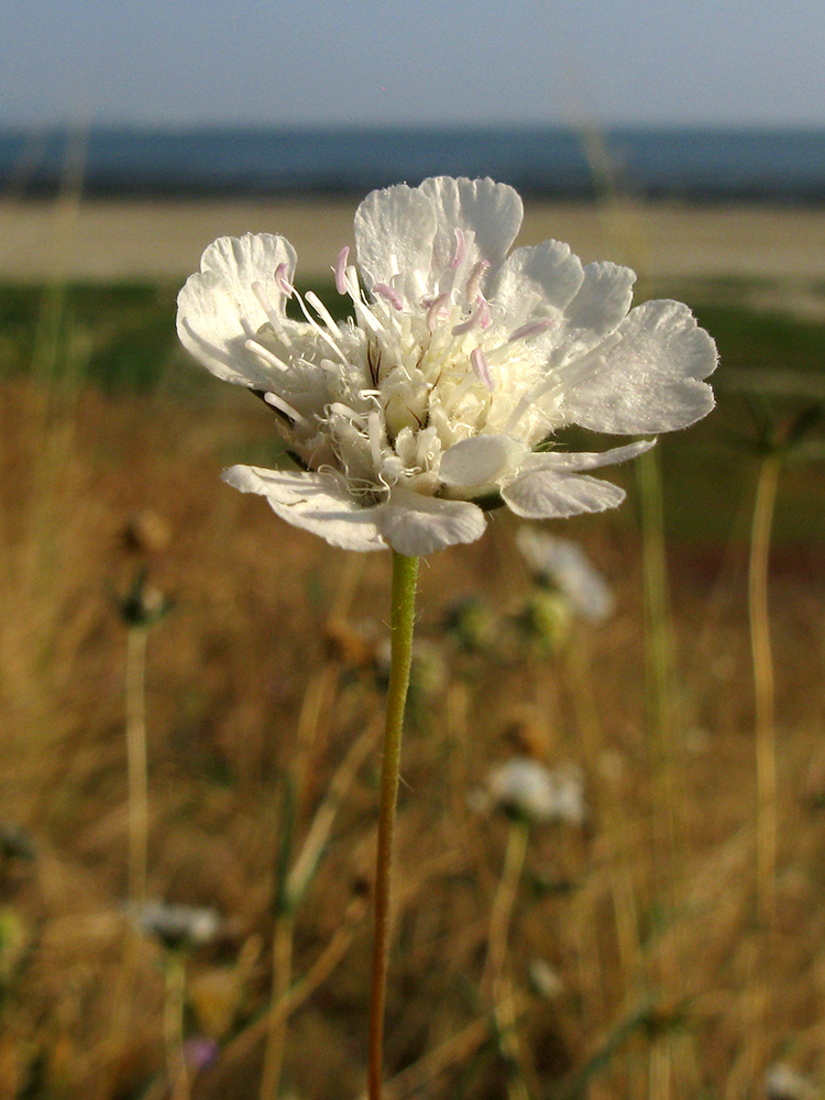 Image of Lomelosia argentea specimen.