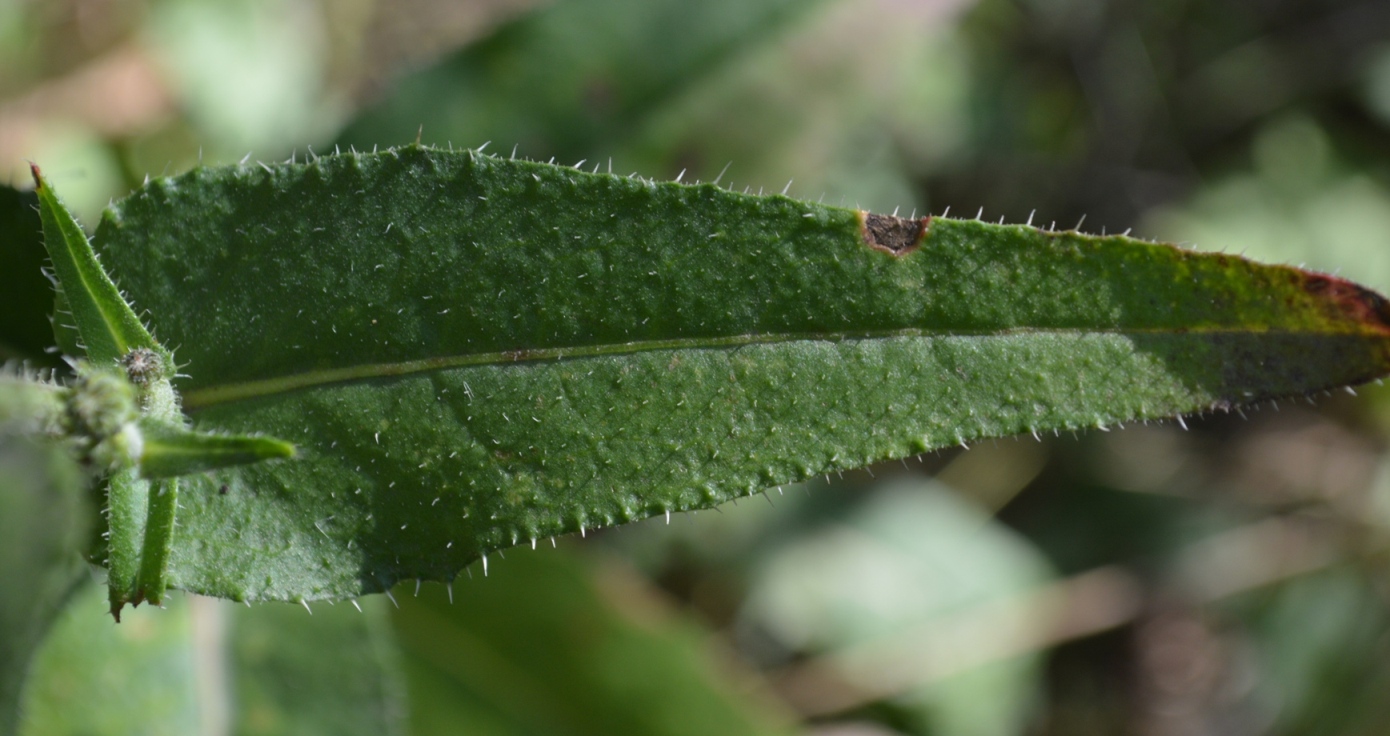 Image of genus Picris specimen.