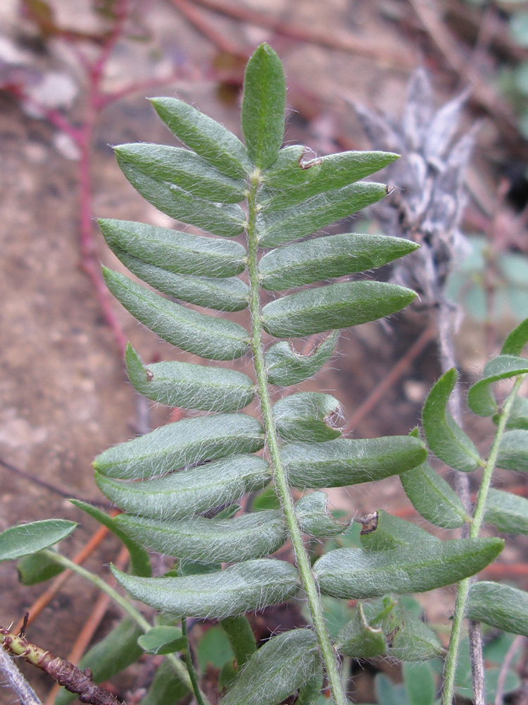 Изображение особи Oxytropis pilosa.