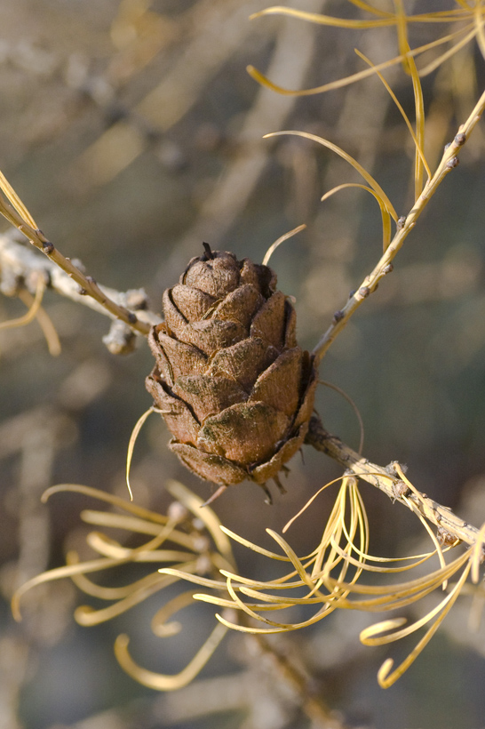 Image of Larix sibirica specimen.