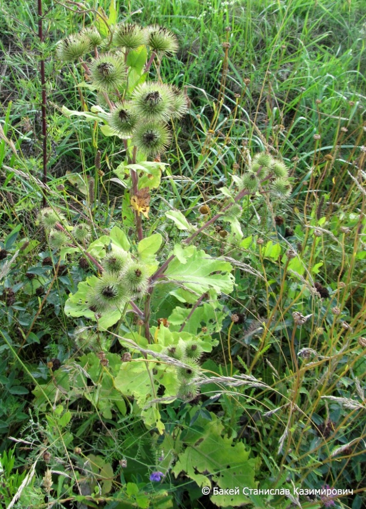 Изображение особи Arctium lappa.