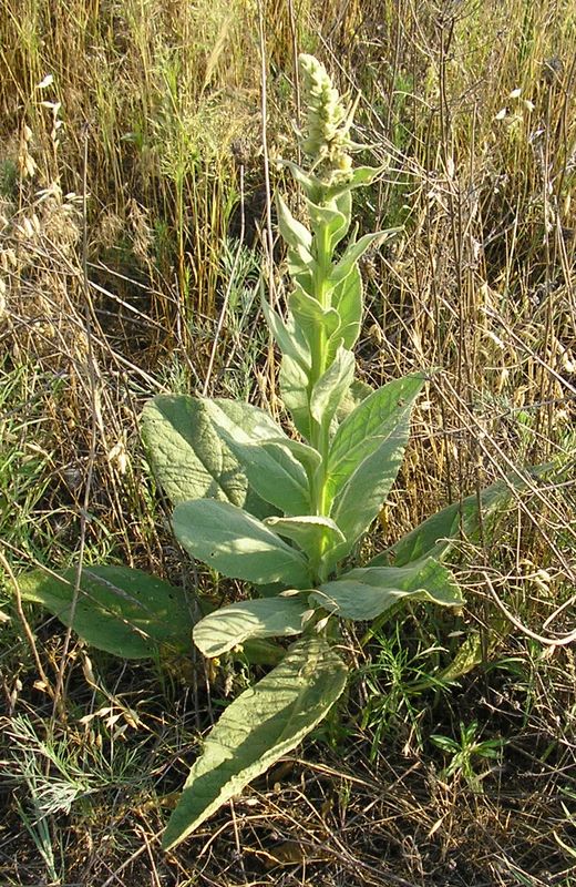 Image of Verbascum densiflorum specimen.