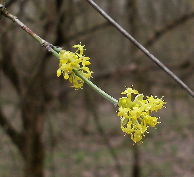 Image of Cornus mas specimen.