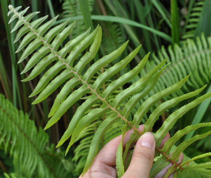 Изображение особи Nephrolepis hirsutula.