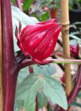 Смотреть изображение Hibiscus sabdariffa