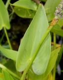 Pontederia cordata. Лист. Германия, г. Krefeld, Ботанический сад. 20.08.2013.