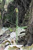 Arum korolkowii. Плодоносящее растение. Южный Казахстан, верхнее течение Арыси, лиственничные посадки. 25.06.2013.