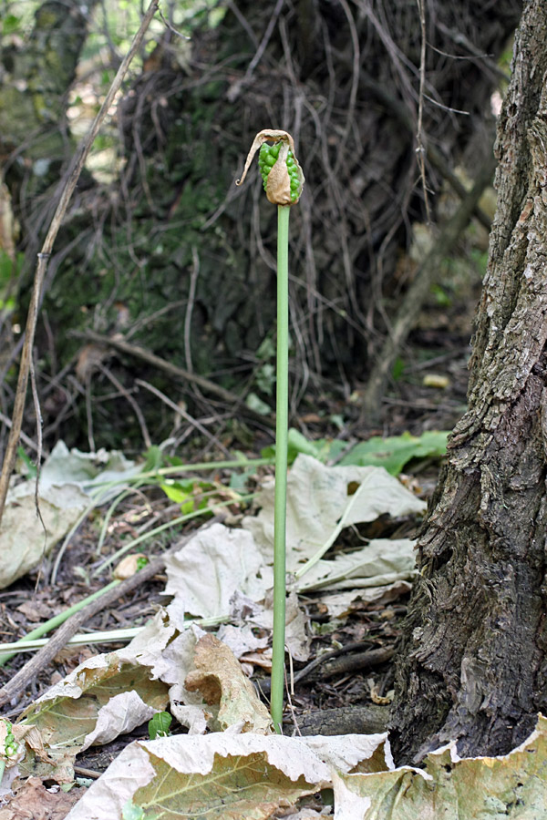 Image of Arum korolkowii specimen.