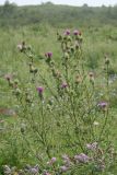 Cirsium vulgare. Цветущие растения. Восточный Казахстан, Глубоковский р-н, окр. с. Бобровка, луг. 31.07.2012.