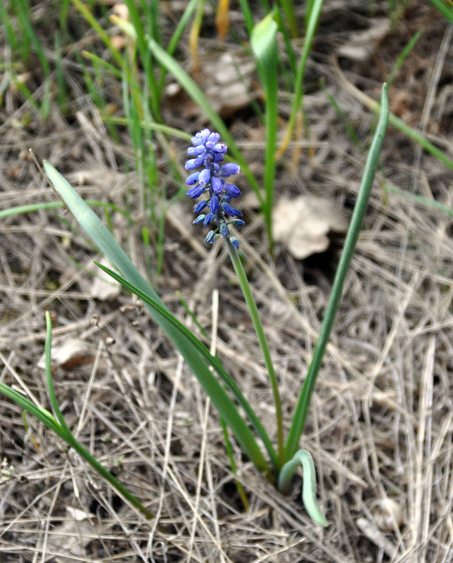 Изображение особи Muscari armeniacum.