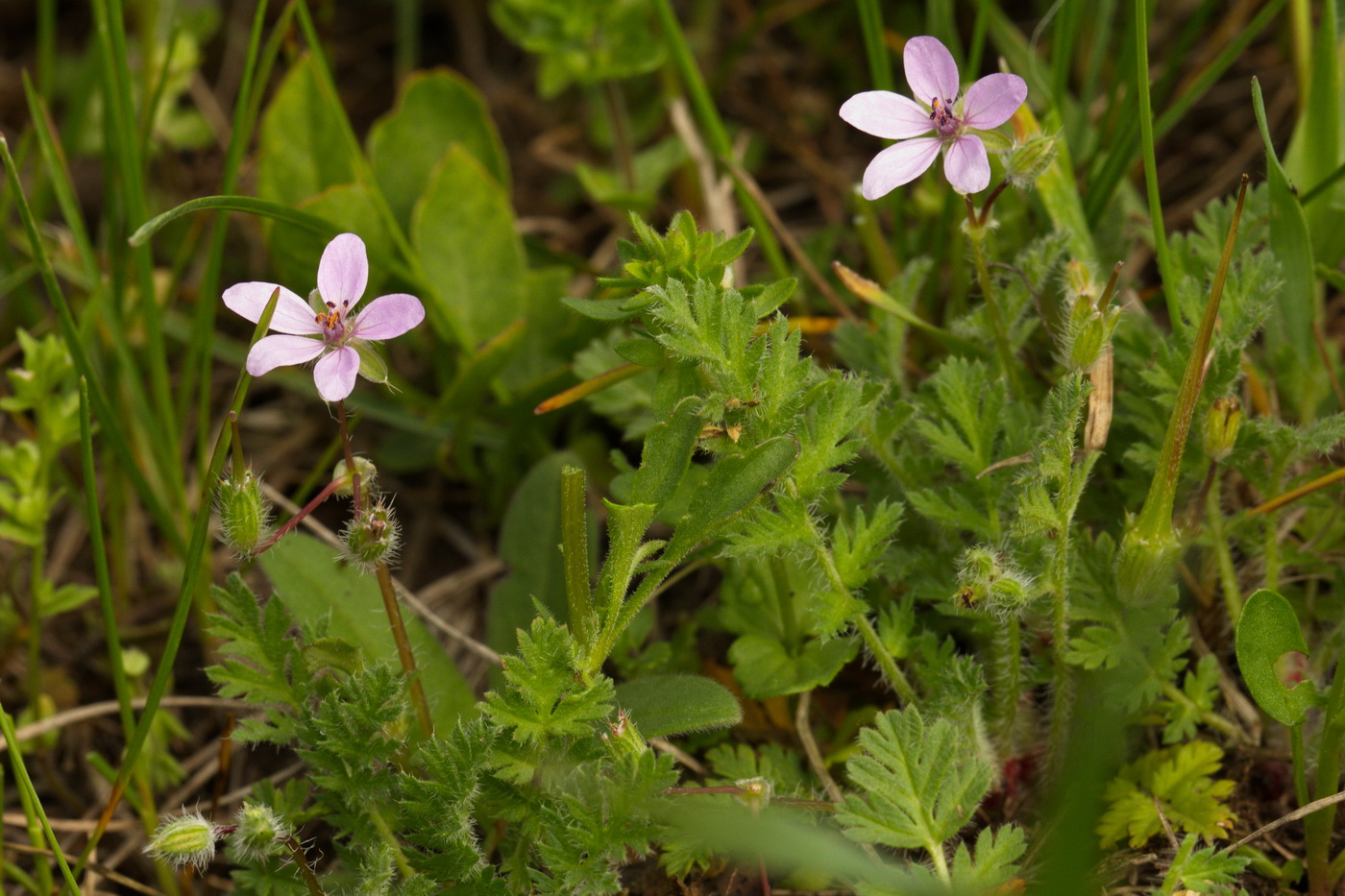 Image of Erodium cicutarium specimen.