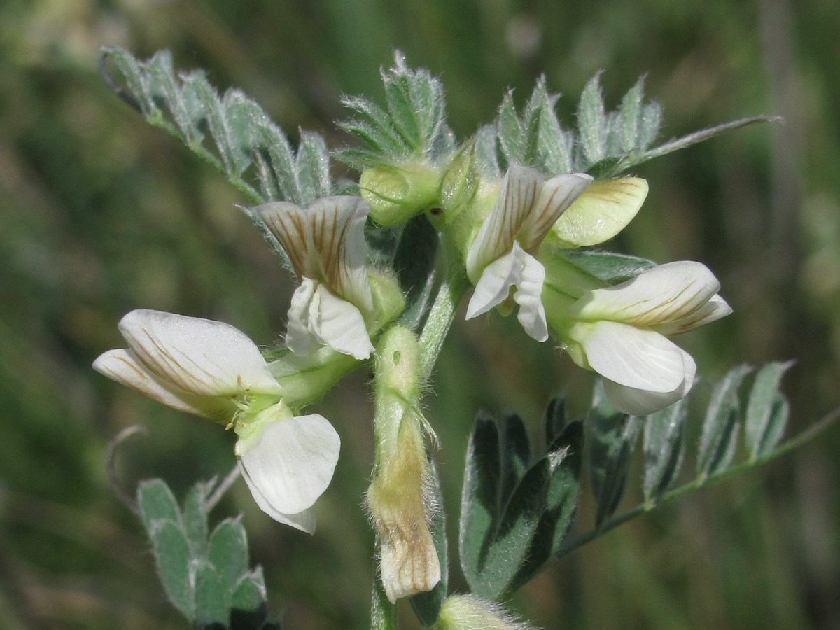 Image of Vicia pannonica specimen.