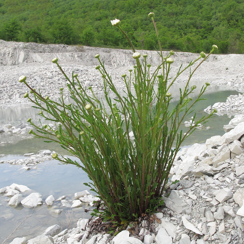 Image of Leucanthemum vulgare specimen.