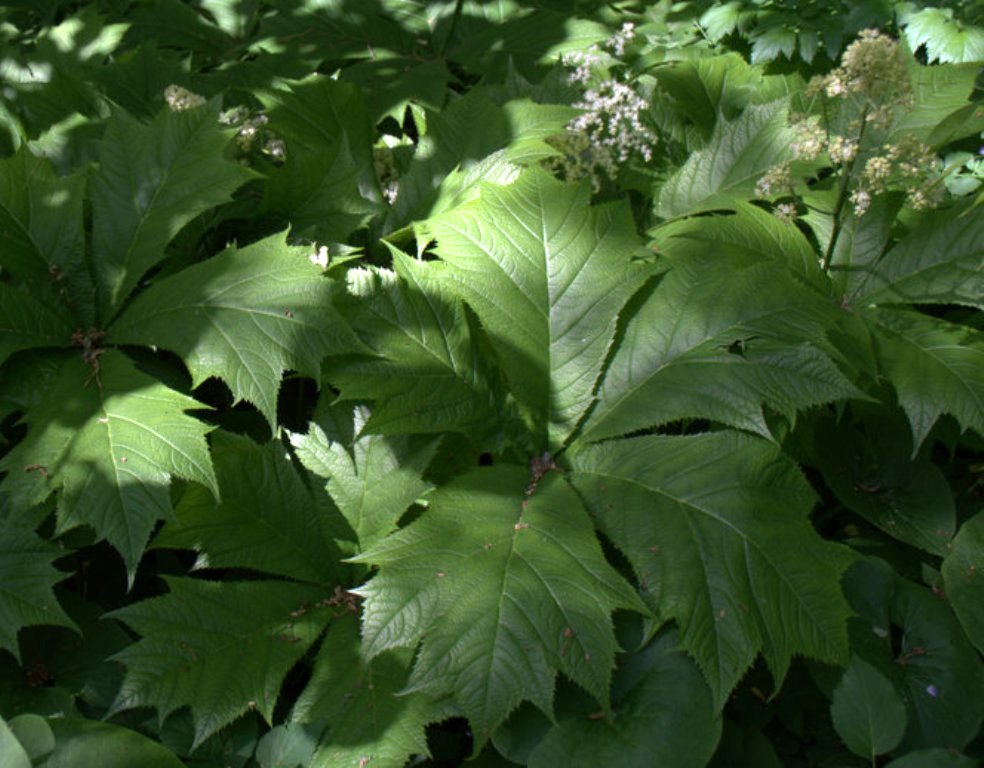 Image of Rodgersia podophylla specimen.