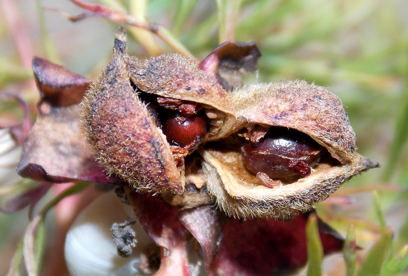 Image of Paeonia tenuifolia specimen.