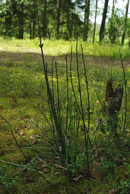 Изображение особи Equisetum hyemale.