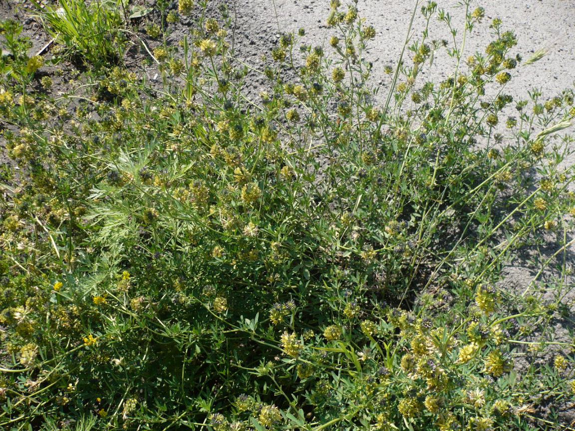 Image of Medicago × varia specimen.