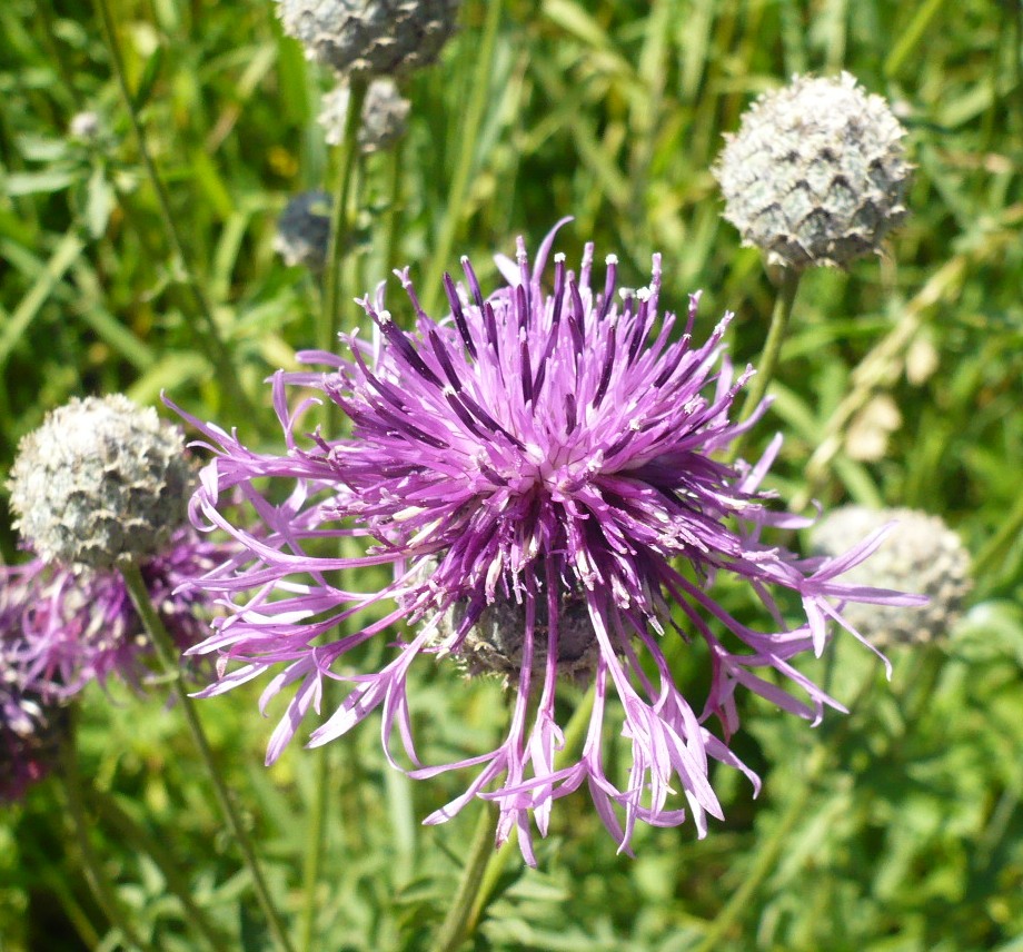 Image of Centaurea scabiosa specimen.