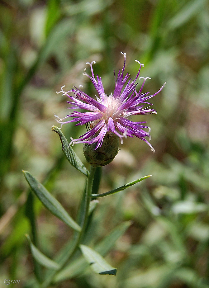 Image of Acroptilon repens specimen.