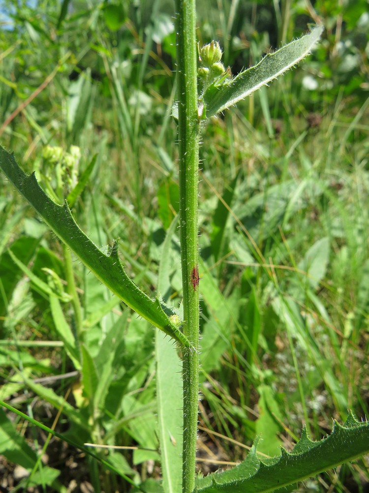 Изображение особи Picris hieracioides.